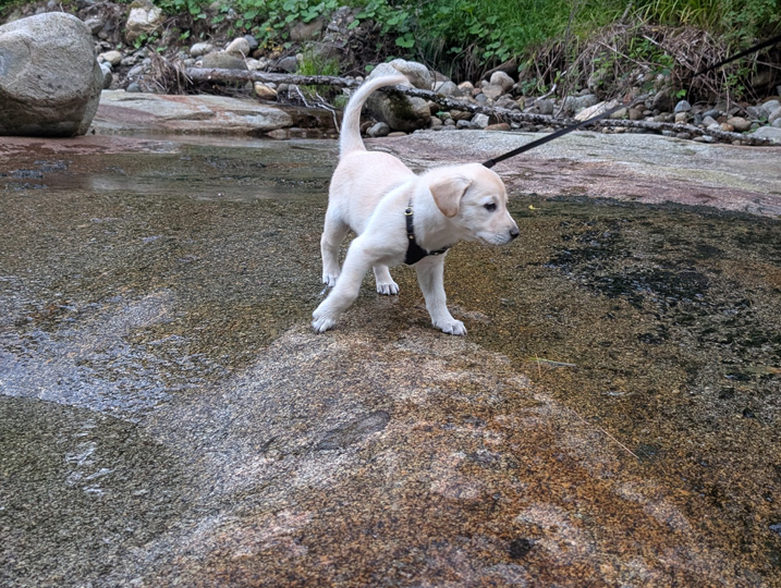 chinook dog